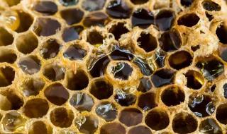 石蜡什么意思 蜂蜡是什么东西